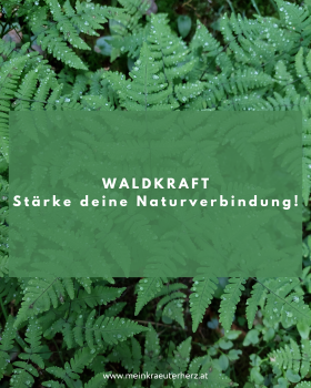 Frühlingskräuter für Jahrestee